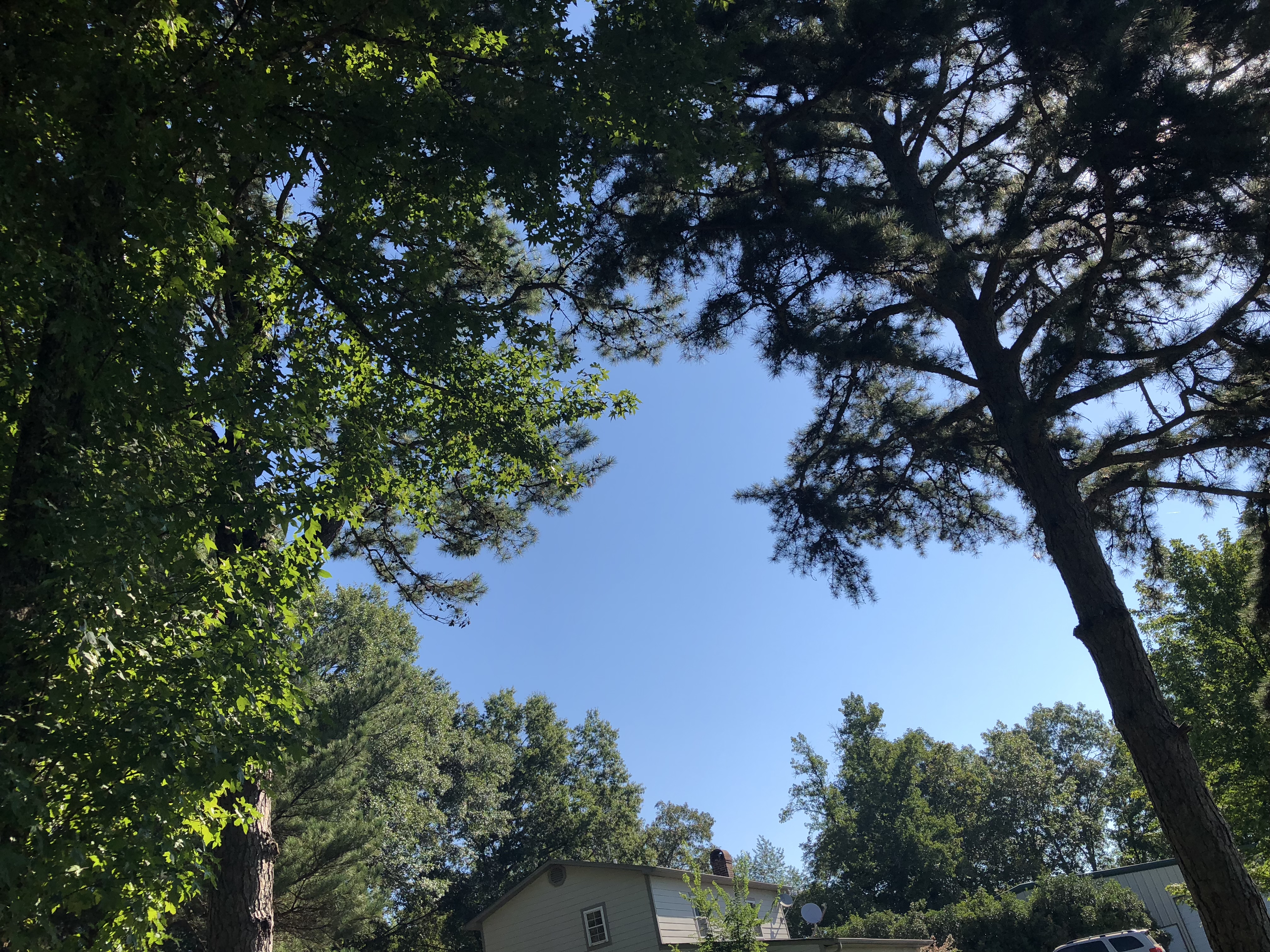 Trampoline view